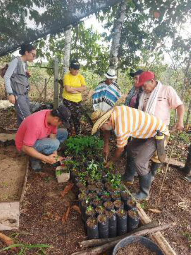 Identificazione di specie legnose e trapianto di piantine di alberi forestali raccolte durante il percorso ecologico nella comunità di Vereda Bruselas (Morelia), aprile 2025